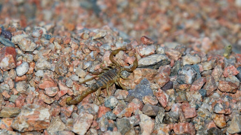 USA, Wildlife, Scorpion from the Southwest