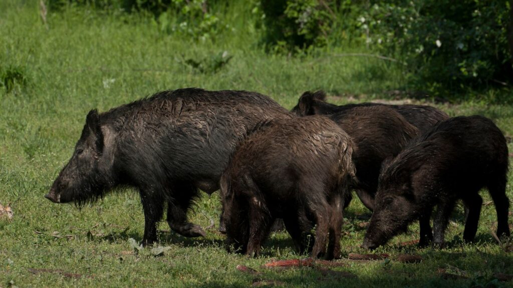 USA, Wildlife, Wild boar family, Southern and Central US