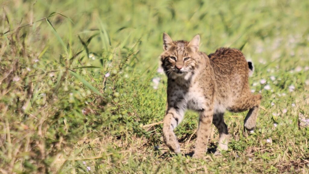 USA, Wildlife, female Bobcat in the Wilderness, Southeast to Midwest