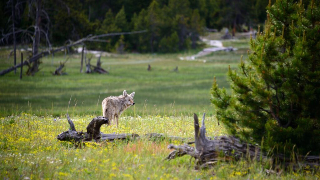 Wyoming, Wolf Watching in Lamar Valley