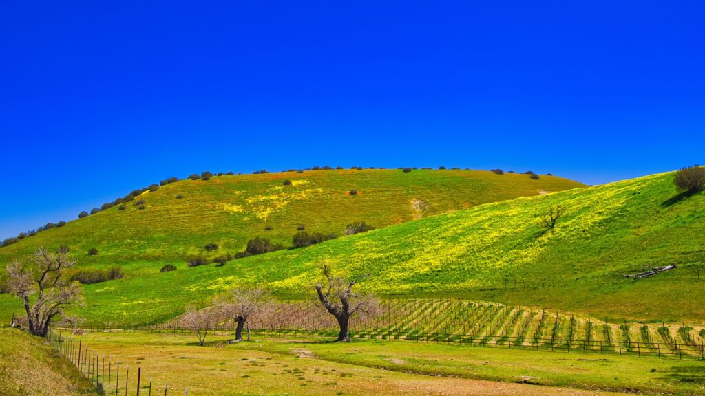 California, Spring flowers in Santa Ynez Valley