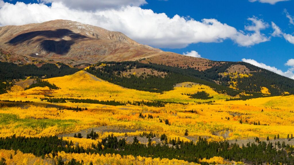 Colorado, Autumn Aspens at Leadville