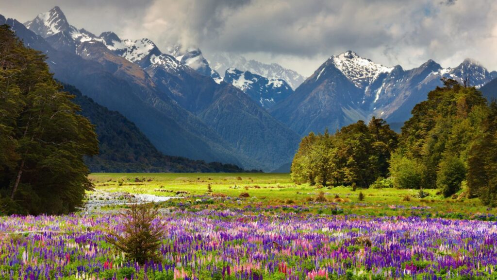 New Zealand, mountain landscape with blossoming field