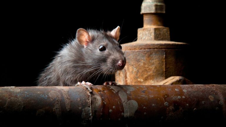 12 ‘Rattiest’ Cities in America Where Rodents Are Terrorizing Residents