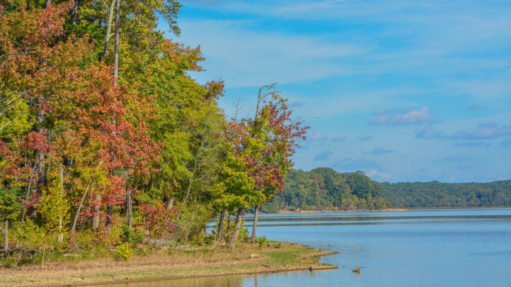 Virginia, trees Fall colorful leaves on the shore of Staunton River State Park