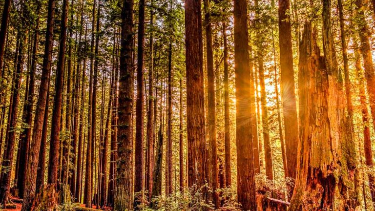 12 Best National Parks to Visit in April for Exploding Wildflower Trails