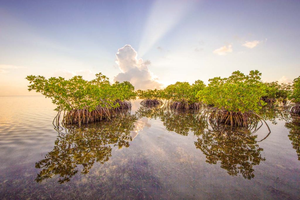 Sun rays emanating from behind a large cumulus cloud over Red Mangrove trees in Biscayne National Park, Florida.