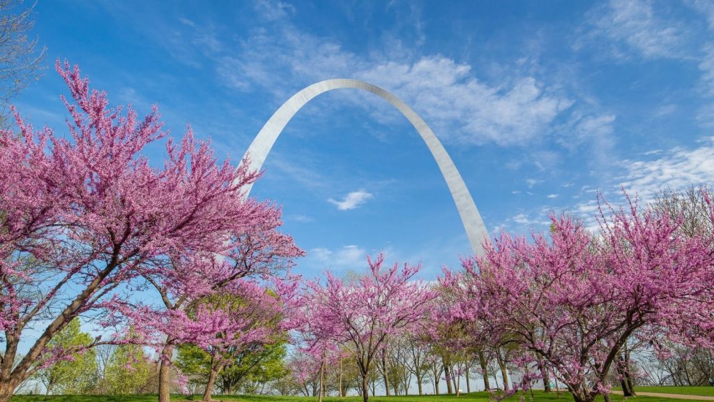 Gateway Arch np, Missouri, St. Louis Gateway Arch with pink flowers and blue sky