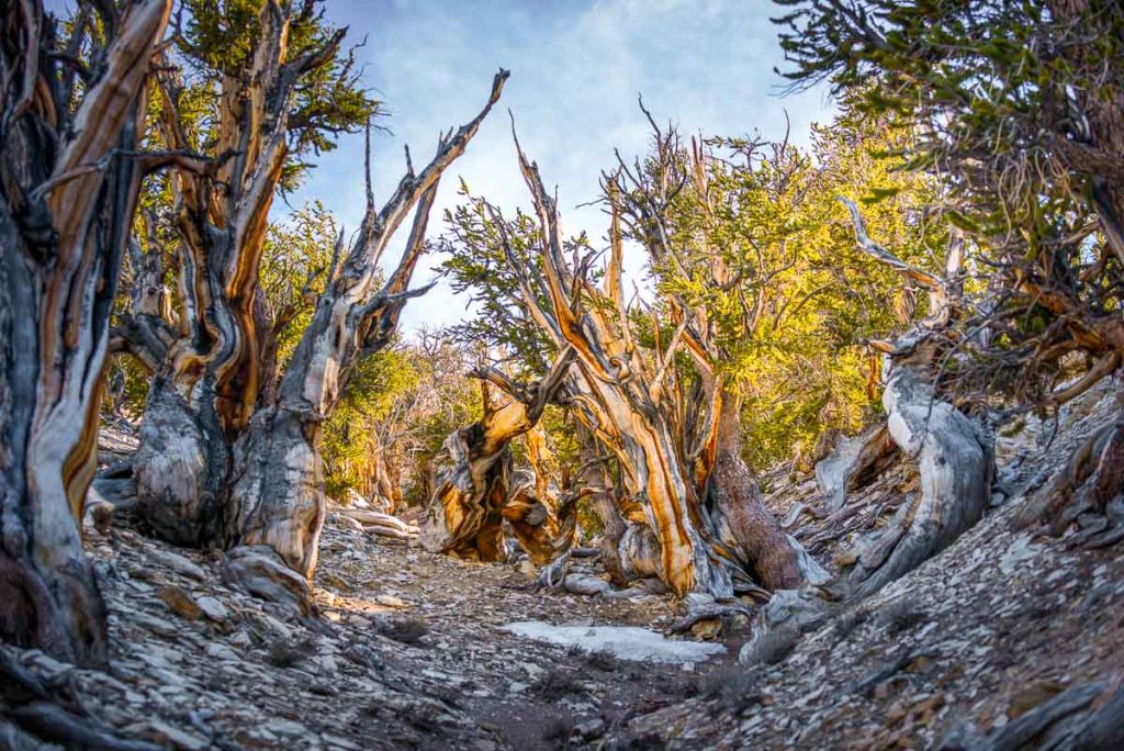 Bristlecone Pine Inyo National Forest White Mountains