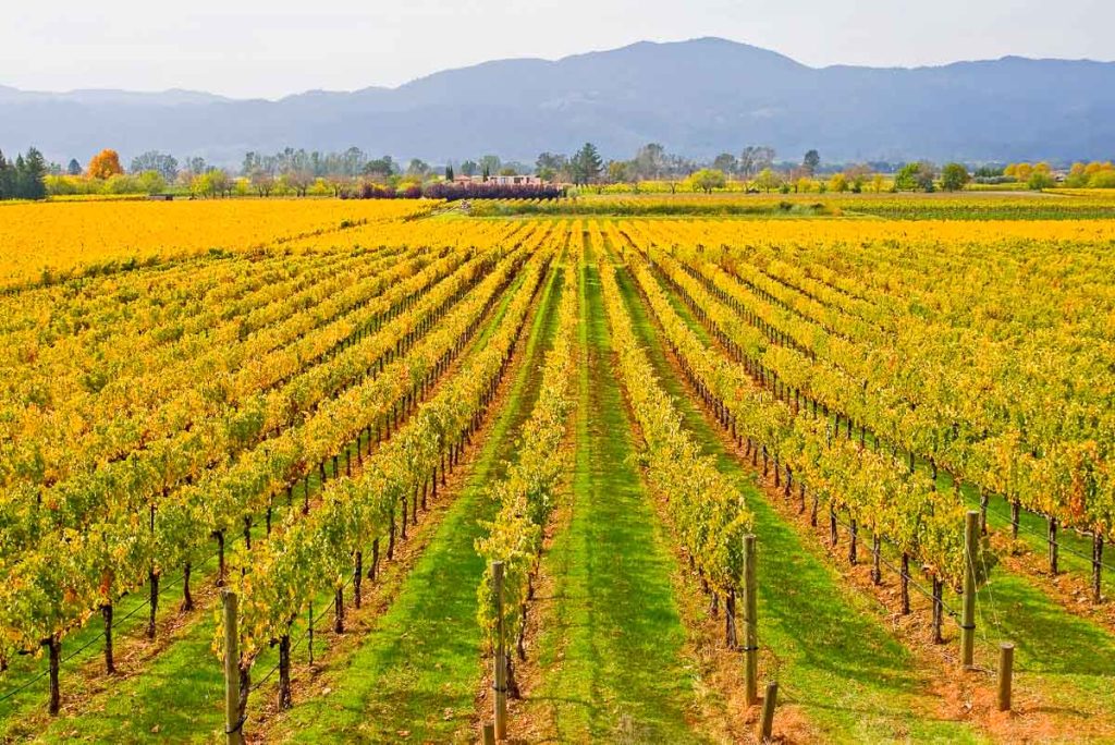 California, Rows of Vineyards in Napa Valley