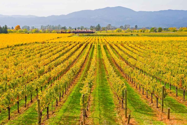 6 Best Napa Valley Wine Tours from San Francisco That Feel Like a VIP Experience