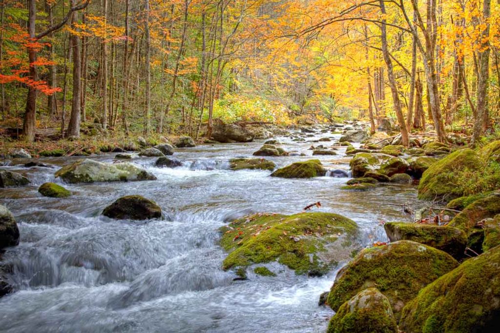 Great Smoky Mountains np, Tennessee, Stream in Autumn