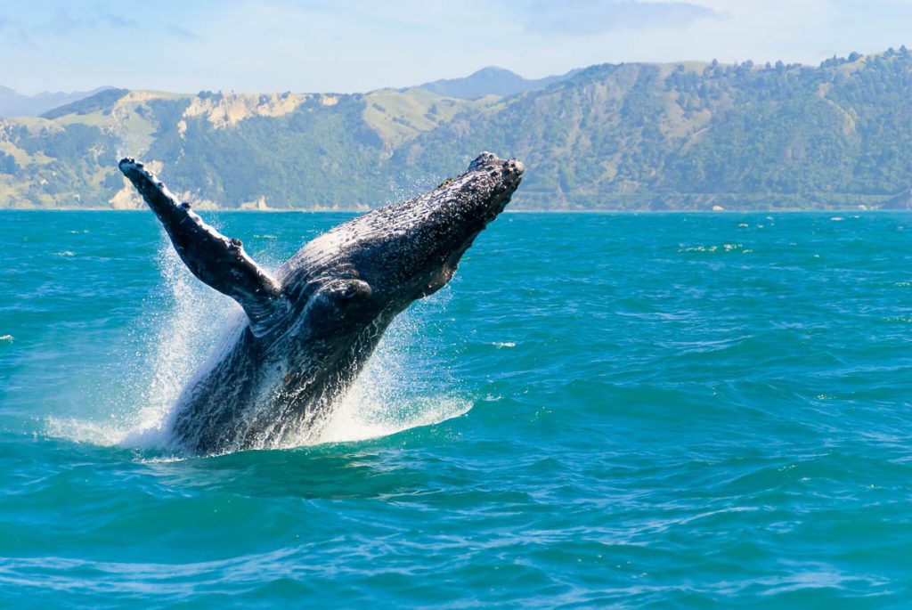 New Zealand, Kaikoura, humpback whale breaching during whale-watching tour