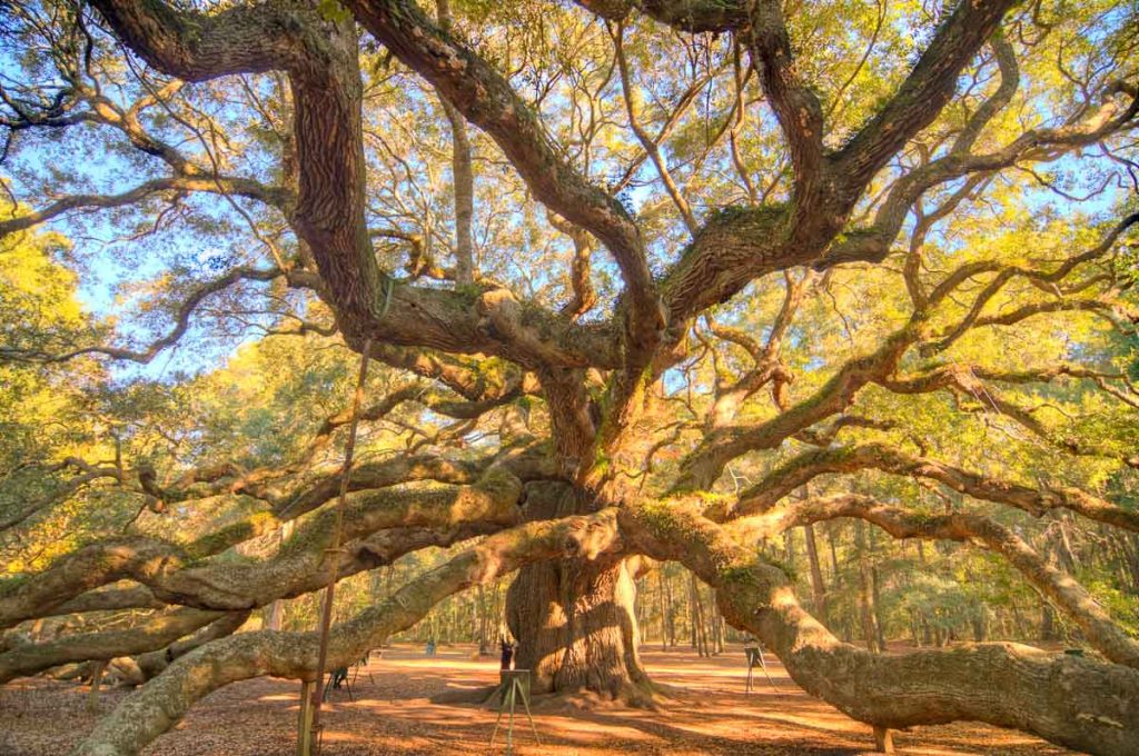 South Carolina, Angel Oak Tree, Johns Island