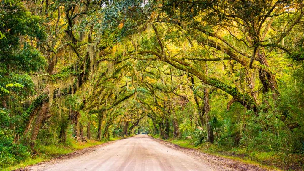 Oak trees along the dirt road to Botany Bay Plantation on Edisto Island, South Carolina.