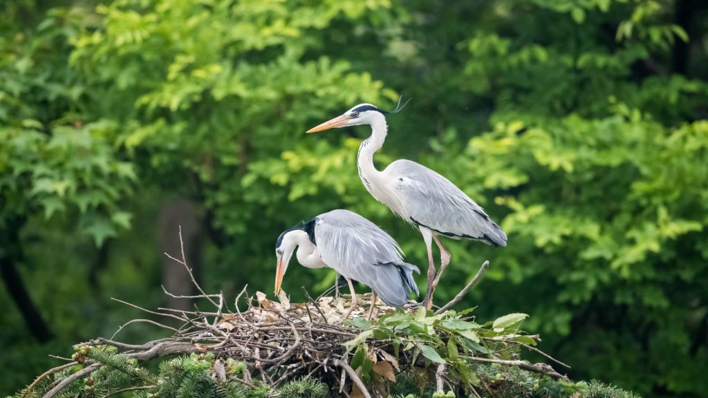 Two Herons Taking Care Of Their Nest