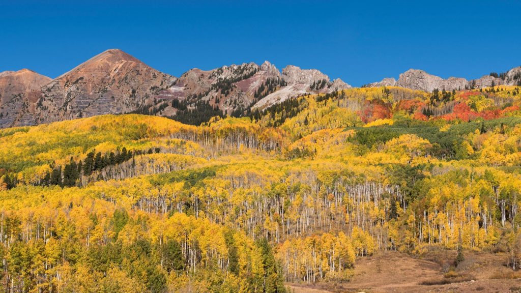 Colorful Aspens in Lamoille Canyon of the Ruby Mountains