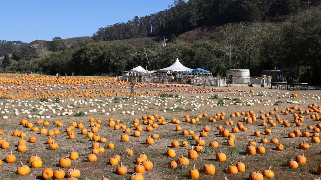 Pumpkin festival half moon bay