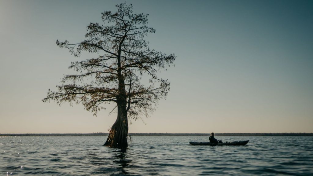 Virginia, tree on Great Dismal Swamp