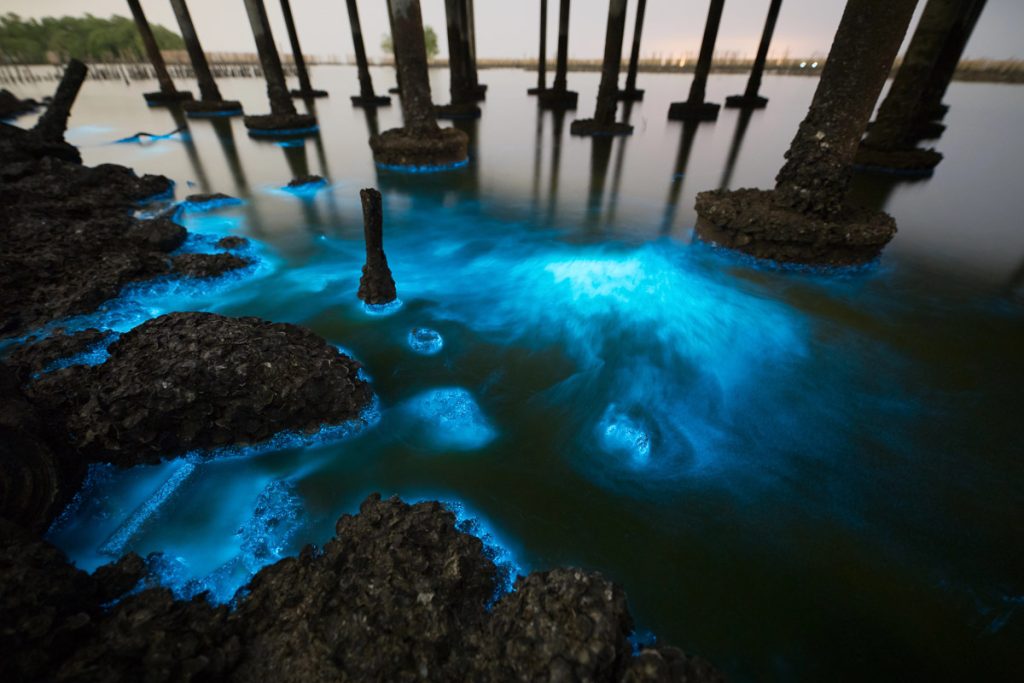 Plankton bloom illumination at night time