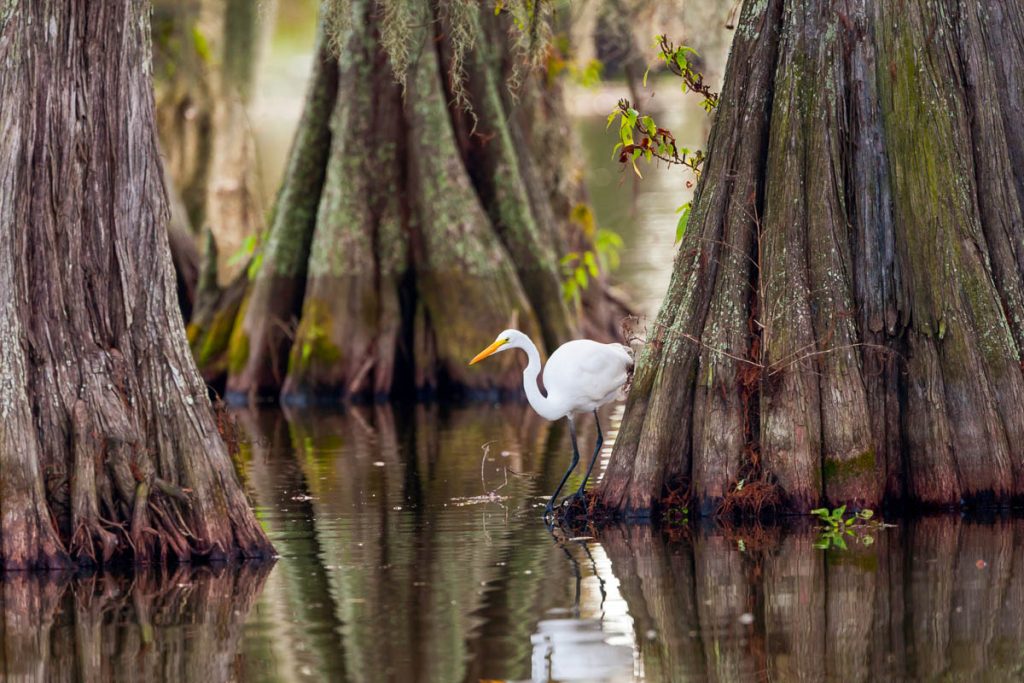 Louisiana, Swamps Great Egret (Ardea alba) Framed by Cypress Trunks