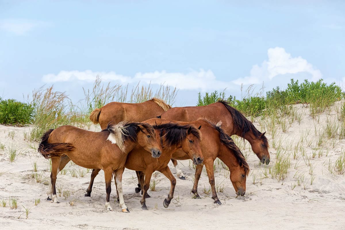 Maryland, Assateague Island Beach Wild Ponies on the Beach_