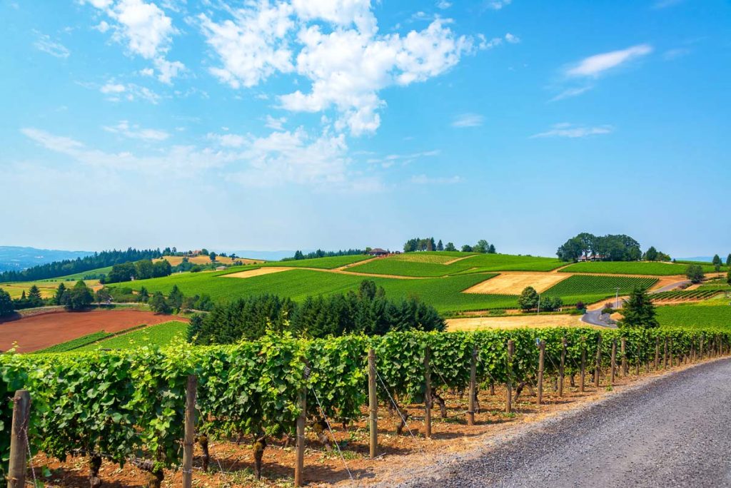 Oregon, Willamette Valley, Hills of Vineyards