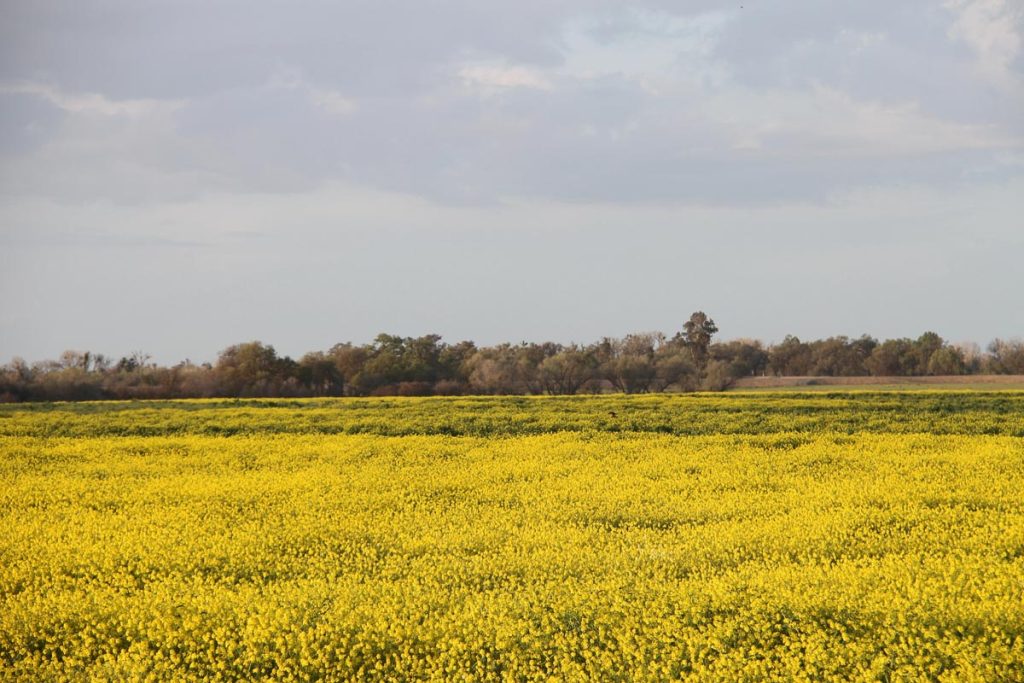 Bird Migration season in San Joaquin Wildlife Preserve California