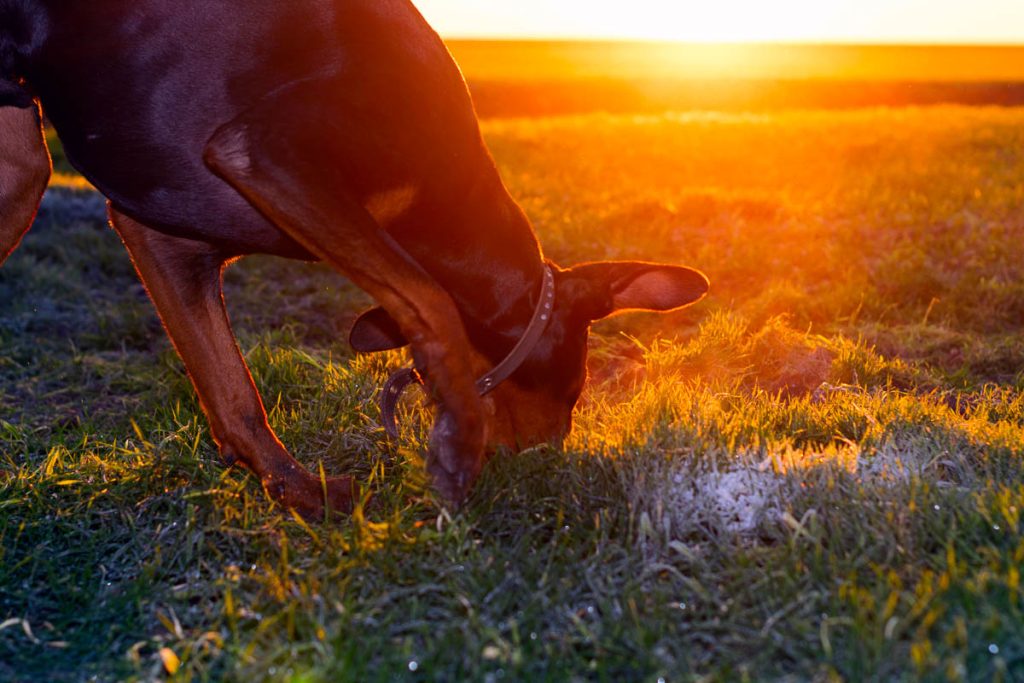 Doberman dog digs hard soil and tears the grass with his teeth in search of a rodent or ground squirrel in the green field of winter wheat in late autumn, early morning in the frost against the backdrop of the rising sun.