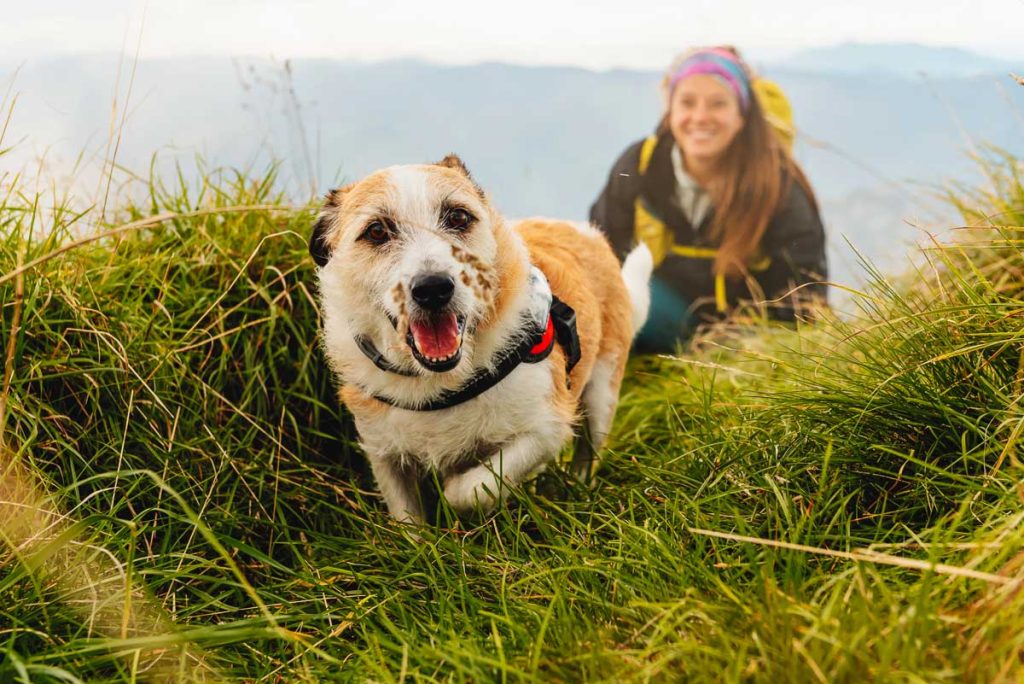 dog without breed, friendly and happy walking through the mountains with his mountaineer owner. Woman hiker with her dog. travel with pet