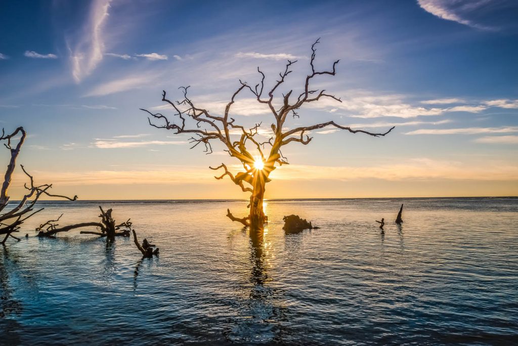 Florida, leafless tree in Boneyard Beach, Jacksonville at sunset