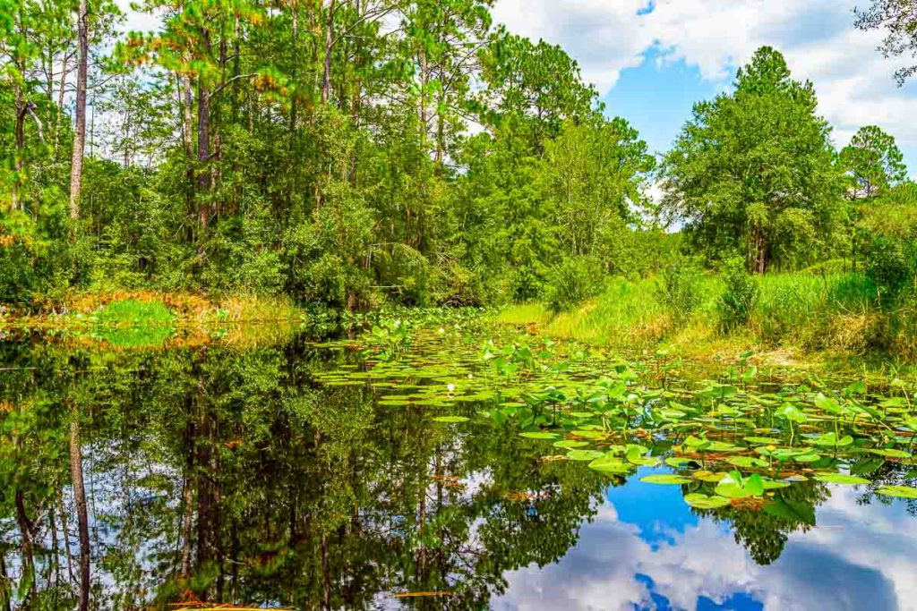 Forest swamp land in Okefenokee Swamp Park, Southern Georgia