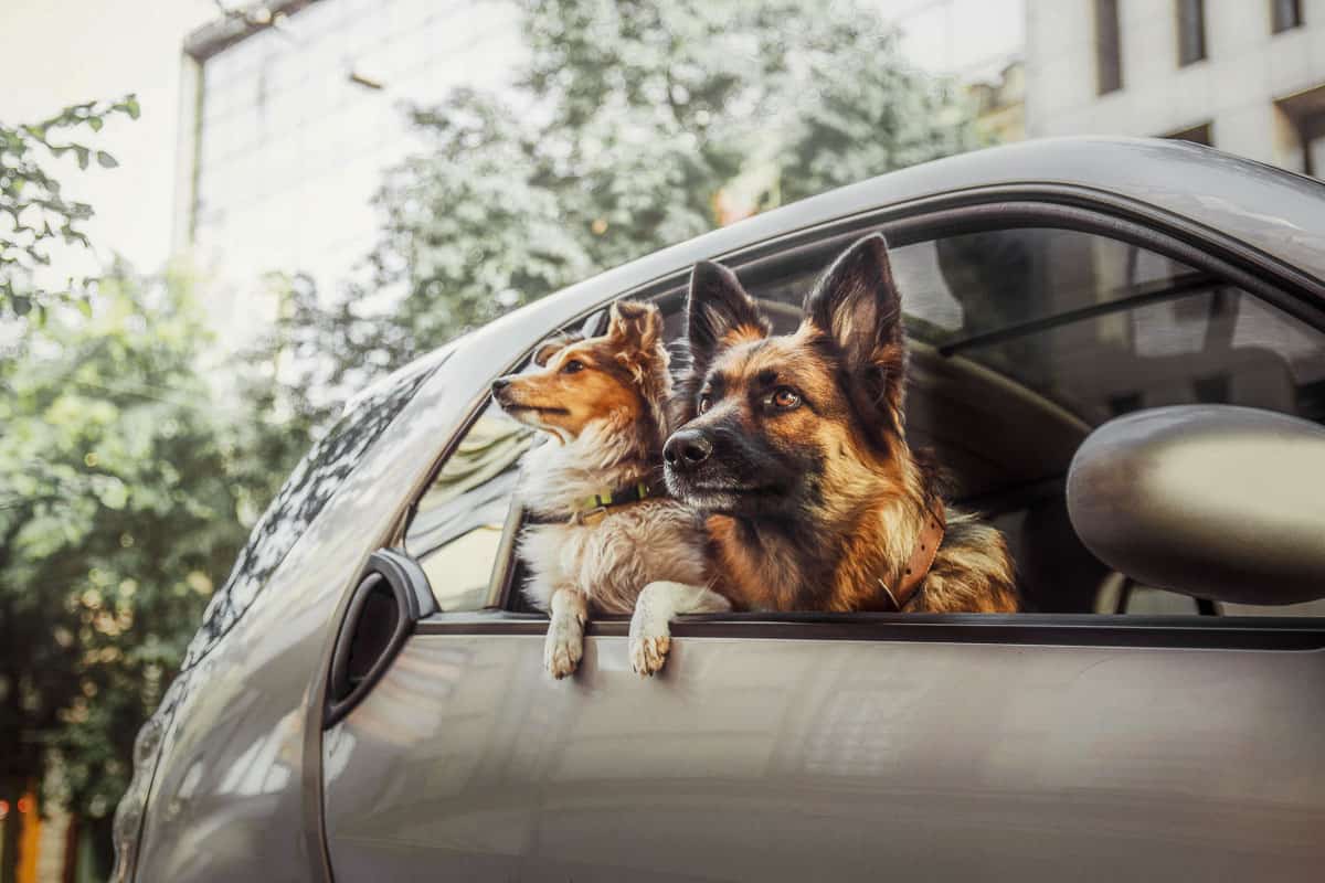 German shephered dog and Shetland Sheepdog inside the car