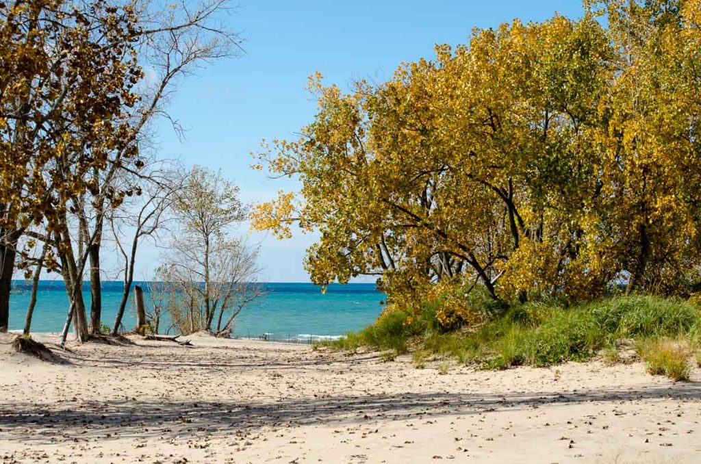 Michigan, Warren Dunes State Park Golden trees on lake Michigan beach