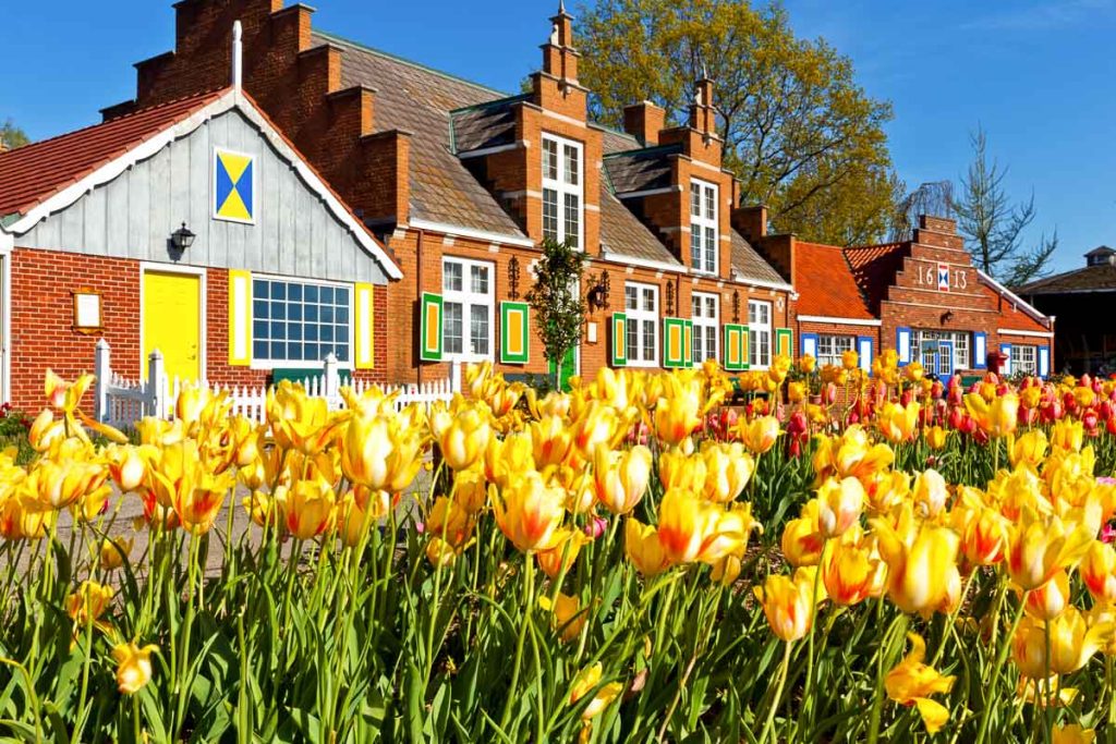 Tulips bloom and display their vivid colors at Windmill Gardens in Holland Michigan