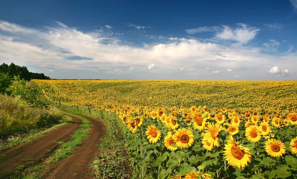 Sunflower field stretching across the countryside beneath a wide blue sky