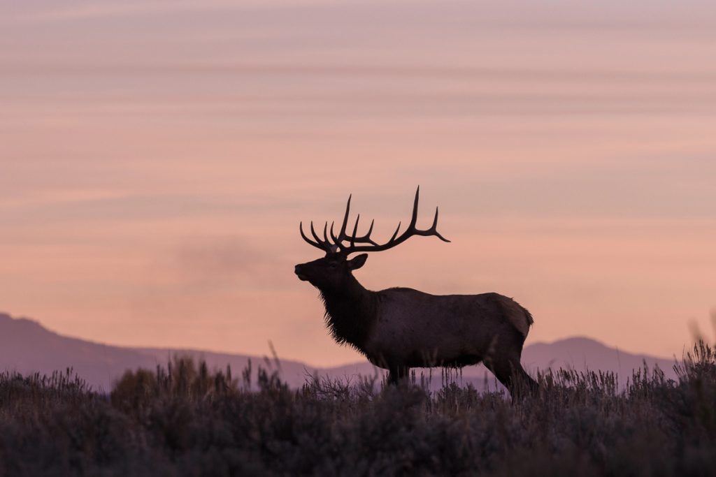 United States, Rutting bull elk at sunrise in misty meadow